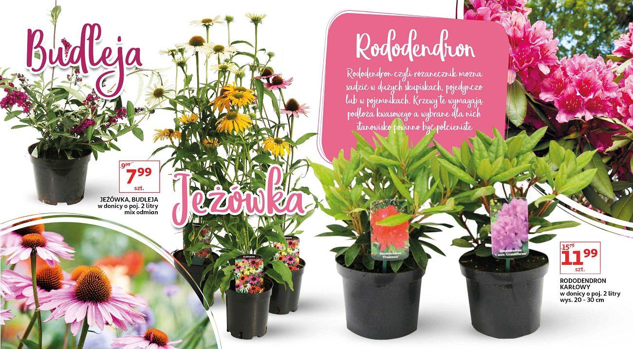 Gazetka promocyjna Auchan str. 6