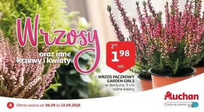 Wrzosy
