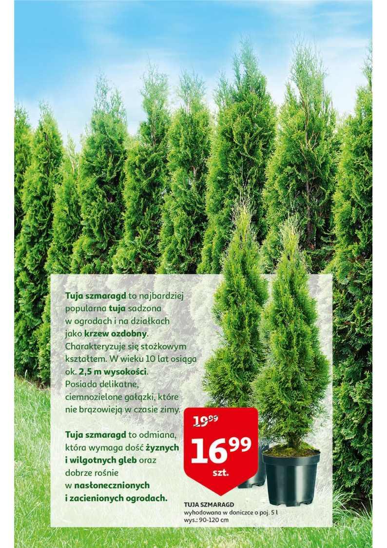 Gazetka promocyjna Auchan str. 3